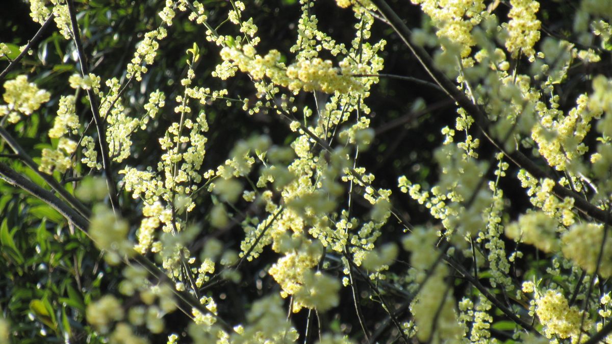 雨後の山々は花盛り-アオモジ