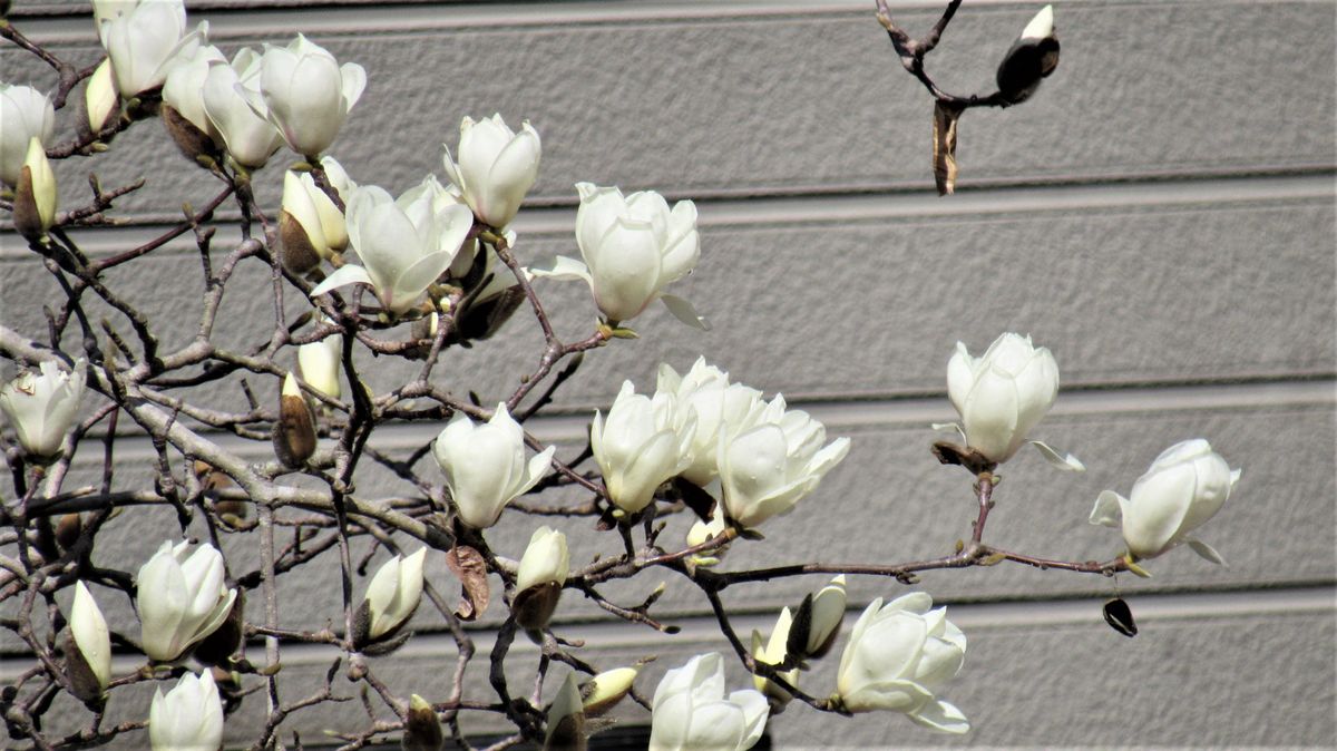 雨後の山々は花盛り-ハクモクレン