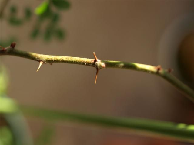 カカヤンバラの植え替え、誘引