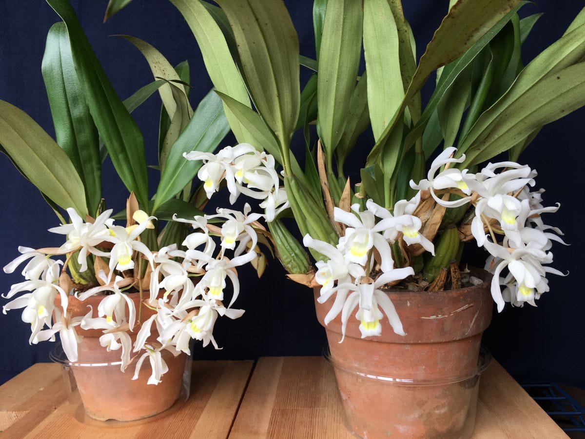 Coelogyne