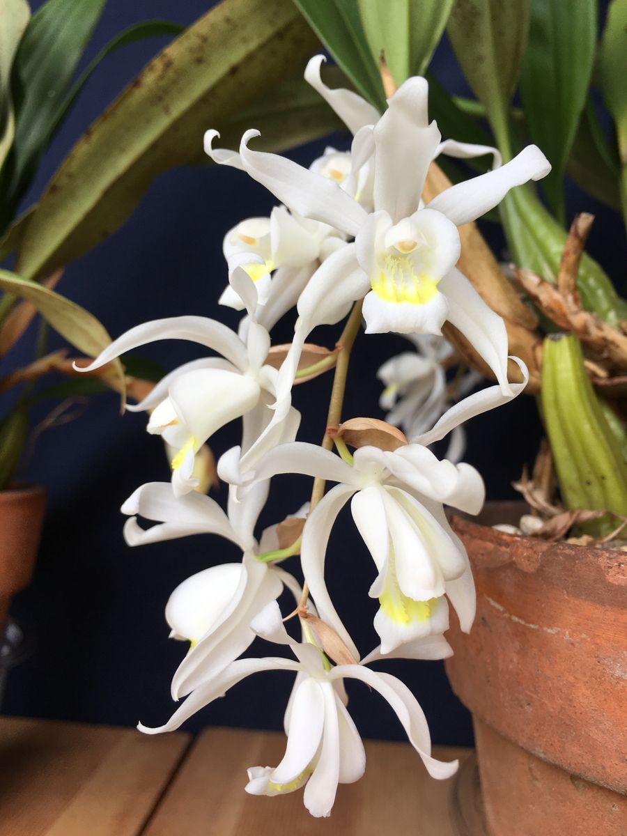 Coelogyne