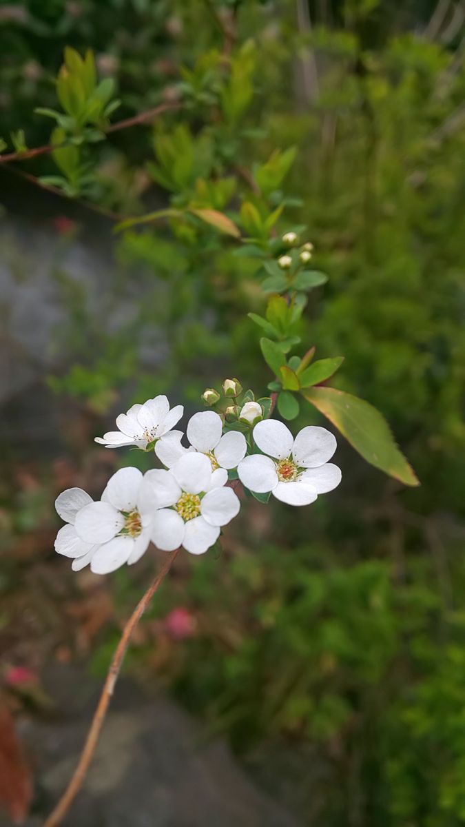 裏庭の様子