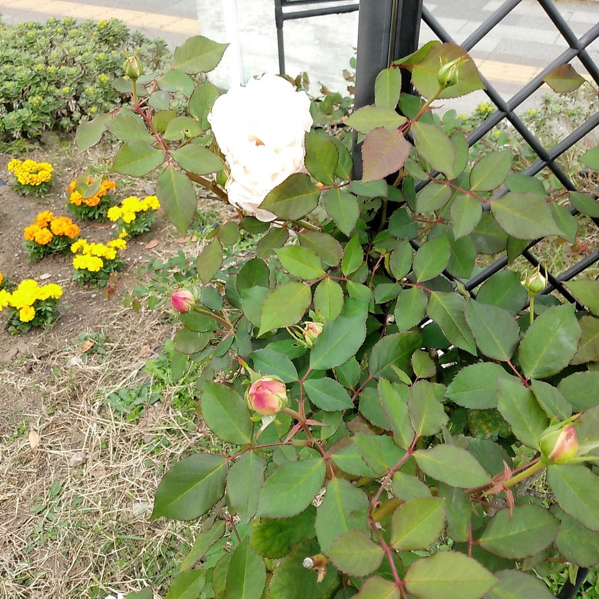 【備忘録】樹木のお手入れのまとめ