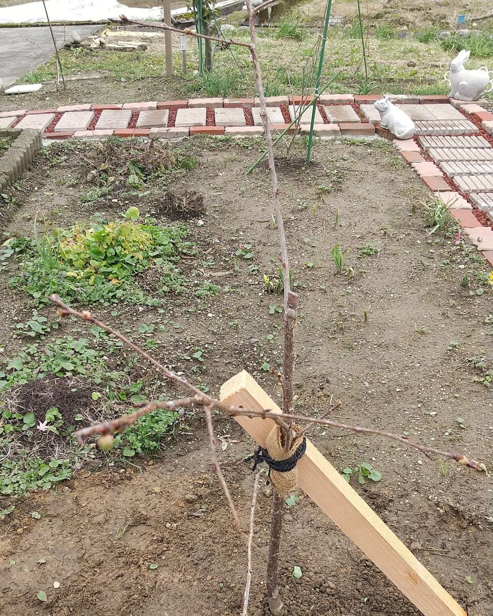 雅サクラ🌸定植しました。