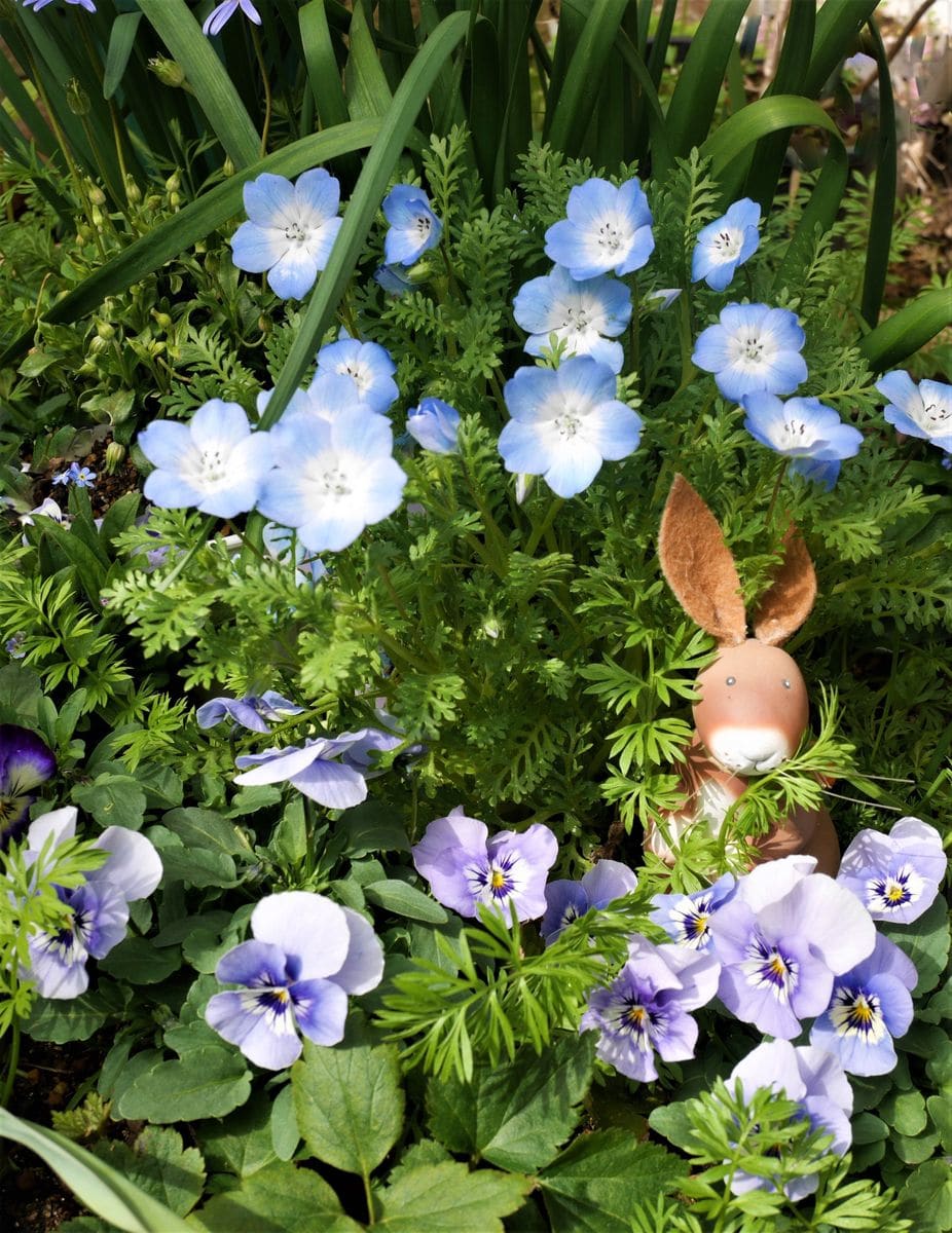 庭～いろんなお花 🌼