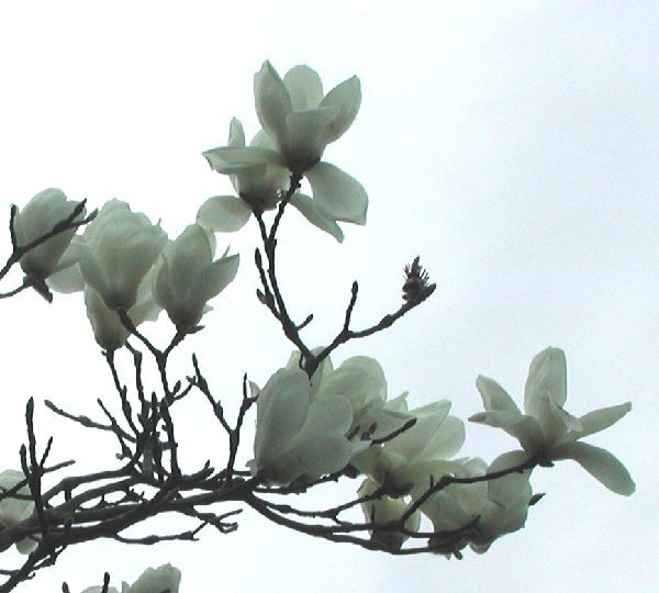 オールドカメラで白花を撮る。～CAMEDIA  C-3040