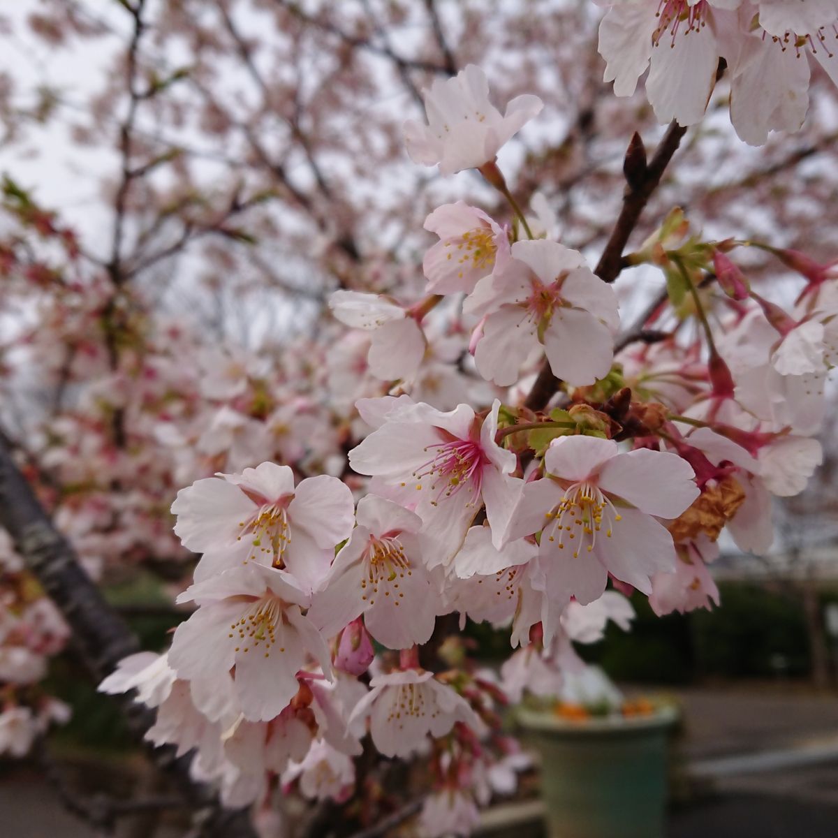 花便り・・・大船フラワーセンター