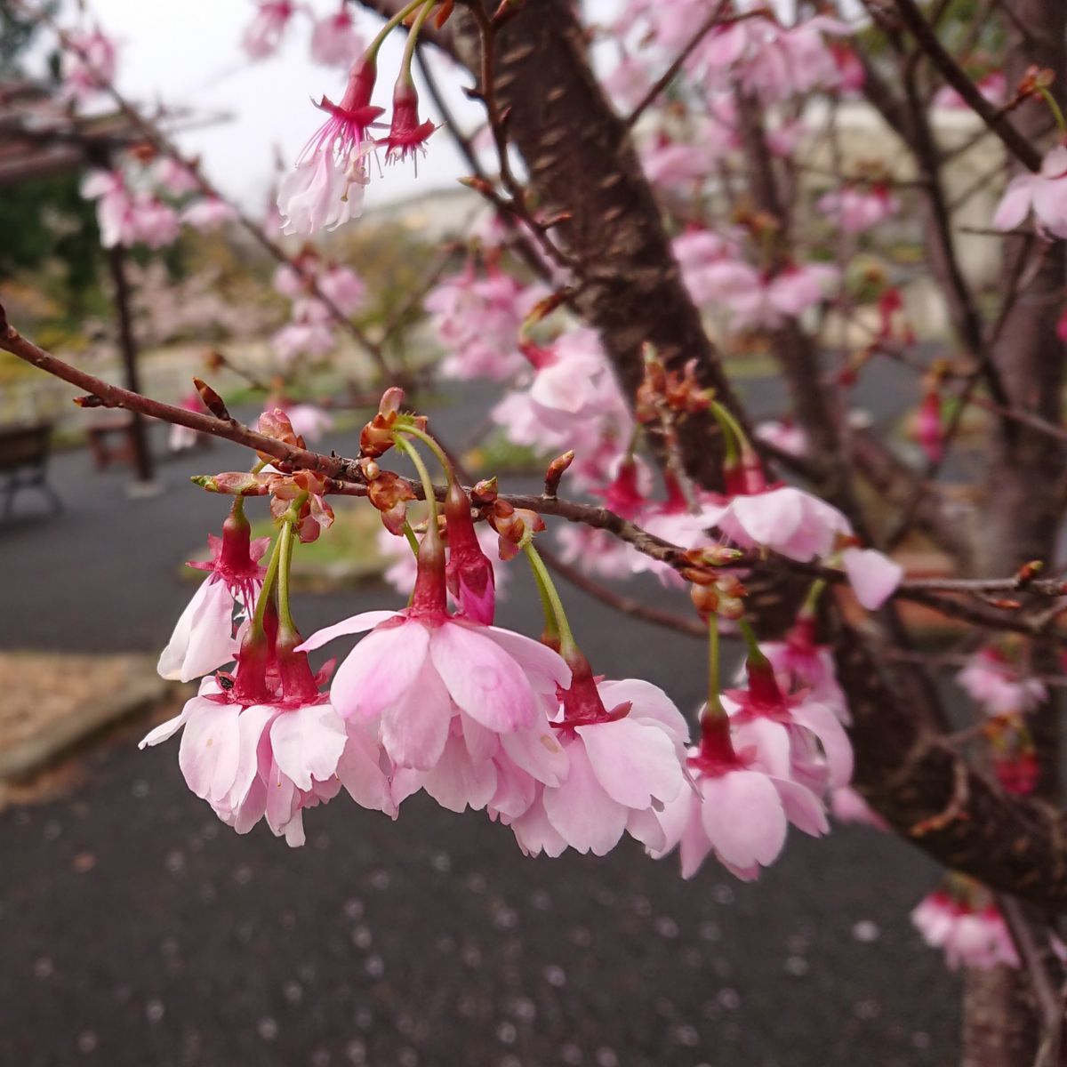 花便り・・・大船フラワーセンター