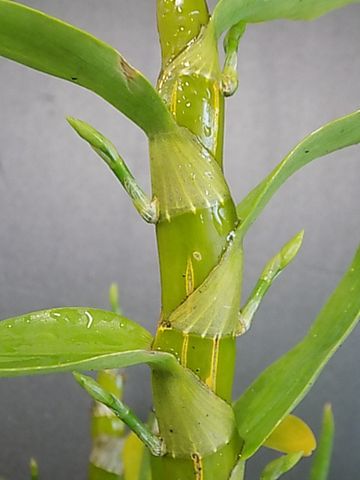 楽しみな蕾・花芽たち