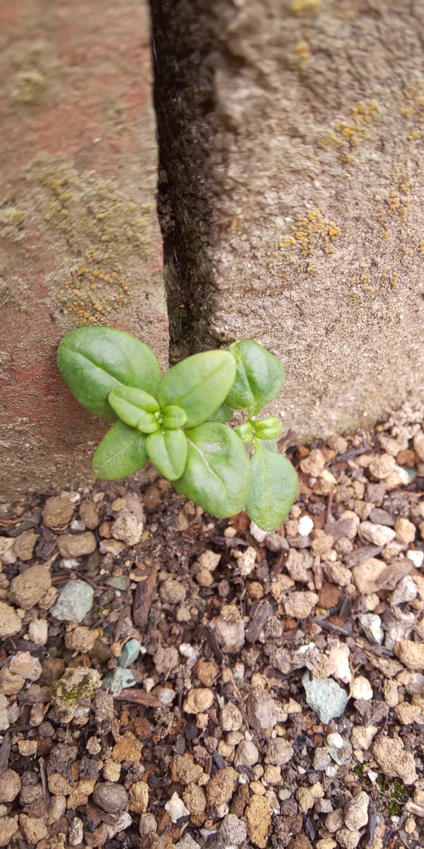 小さなこたち🌱