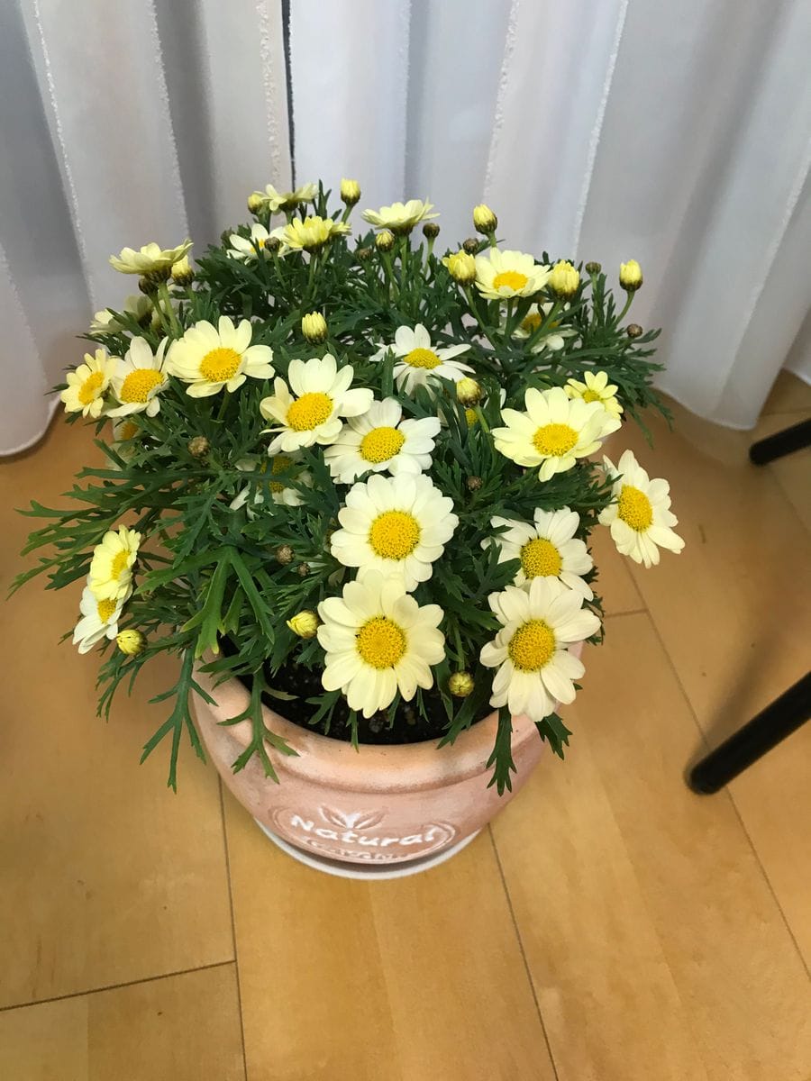 お花を色々買いました。