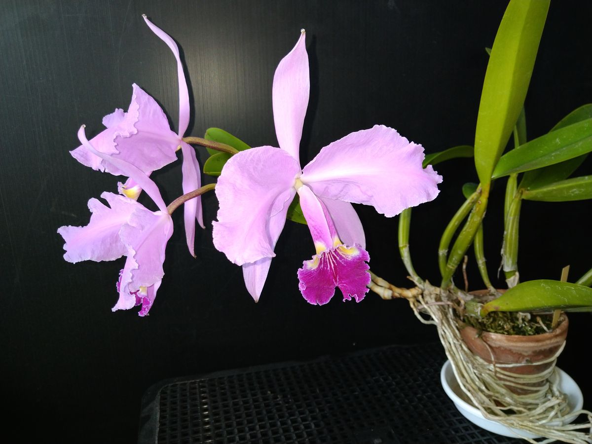 C.lueddemanniana開花3,4