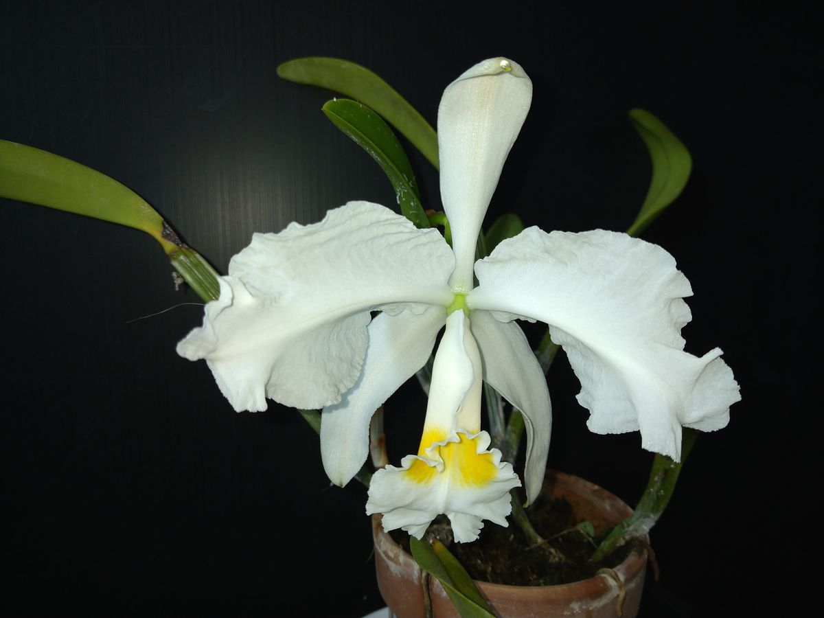 C.lueddemanniana開花3,4