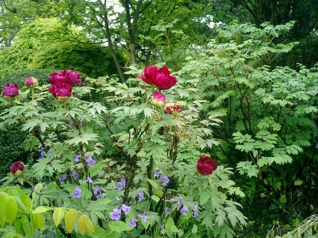 さくらの園芸