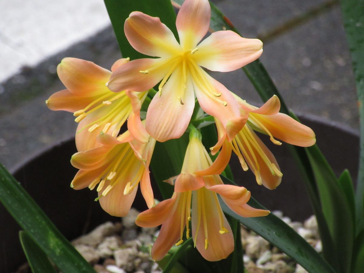 由愛(ゆめ)の花日記♪