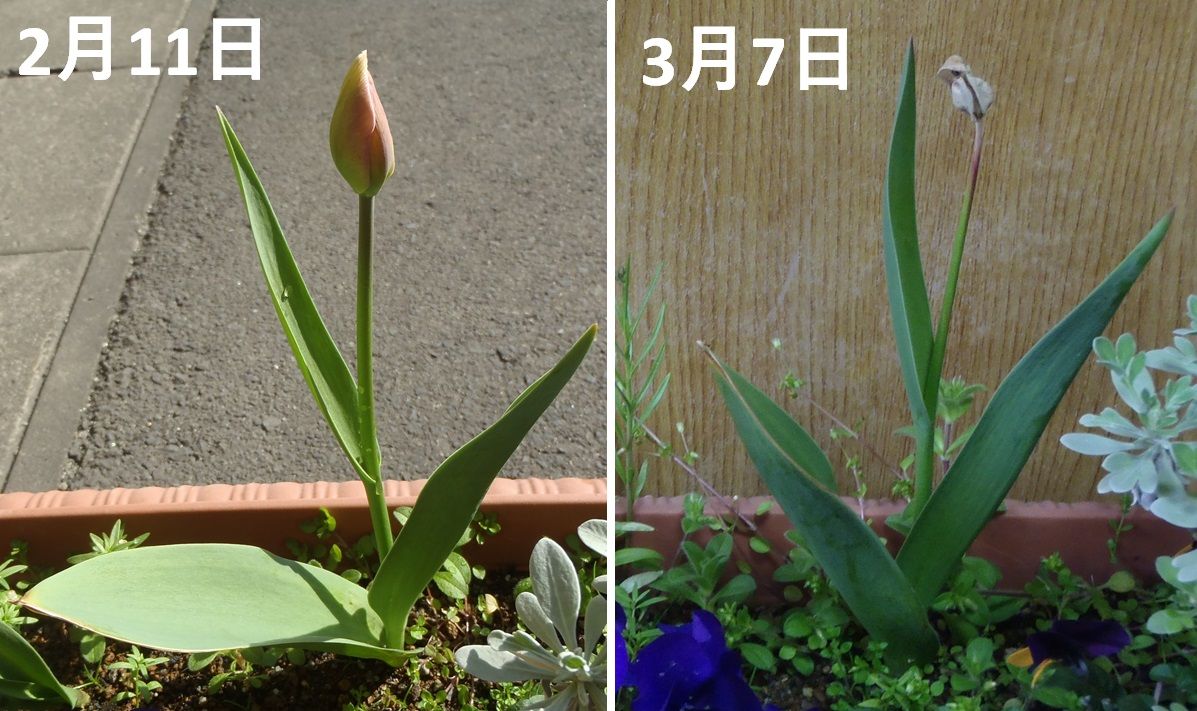  2年目のチューリップ⑥　～植付け4か月後～