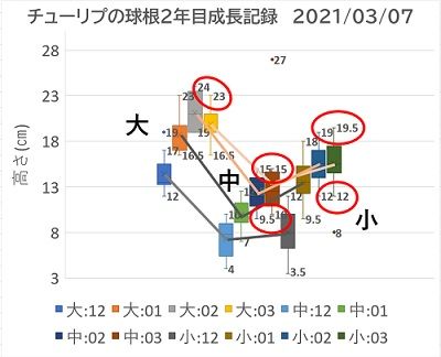  2年目のチューリップ⑥　～植付け4か月後～