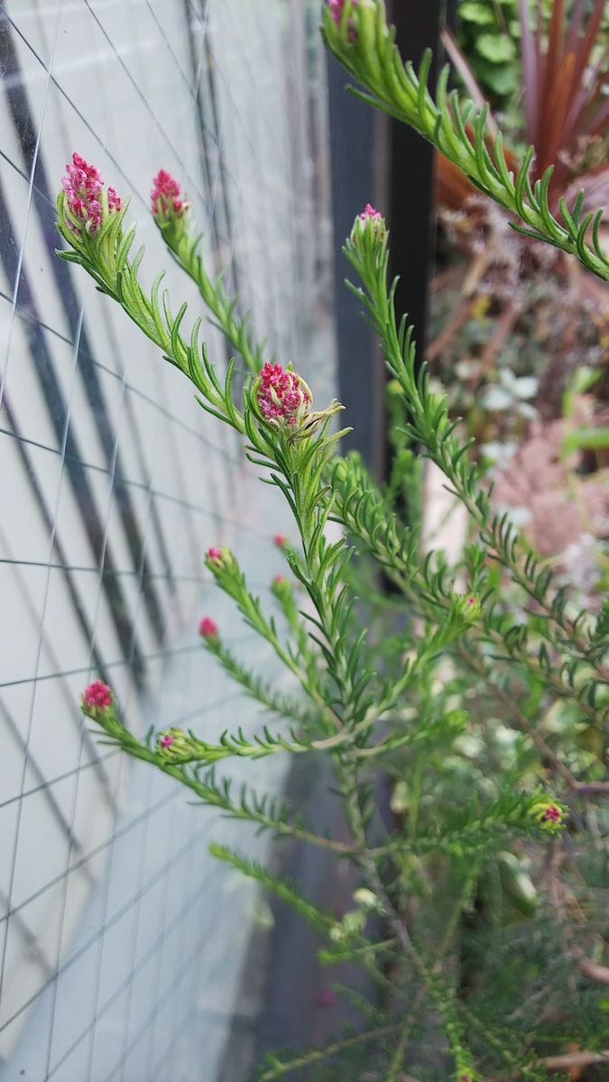 蕾や花芽が～🌷🌷🌷