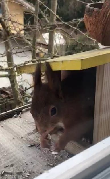 今日のリスさん達(リスも棒から落ちる？)🐿