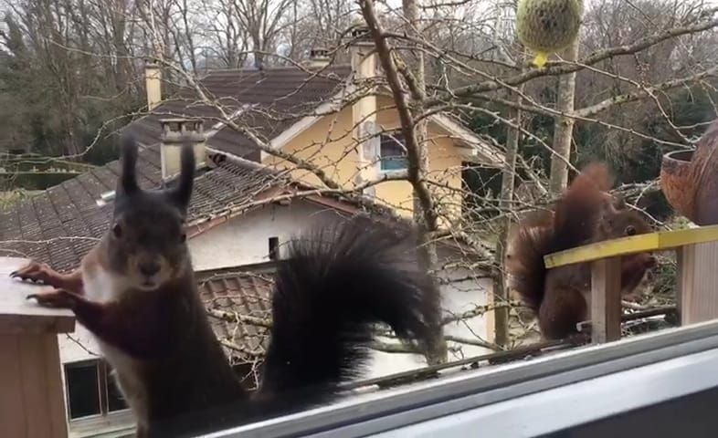 今日のリスさん達(リスも棒から落ちる？)🐿