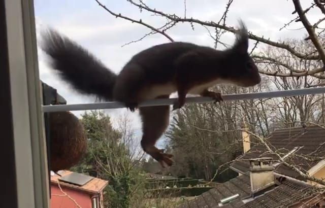 今日のリスさん達(リスも棒から落ちる？)🐿