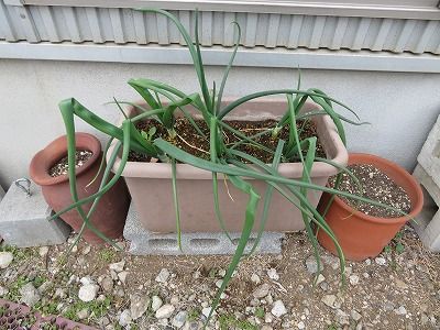 玉ねぎ・・葉っぱを食べちゃおう・・・・