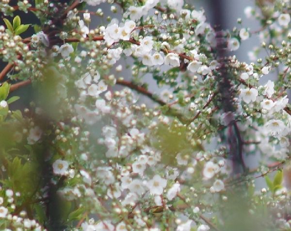 オールドレンズで花を撮る。～MINOLTA 100-300mm