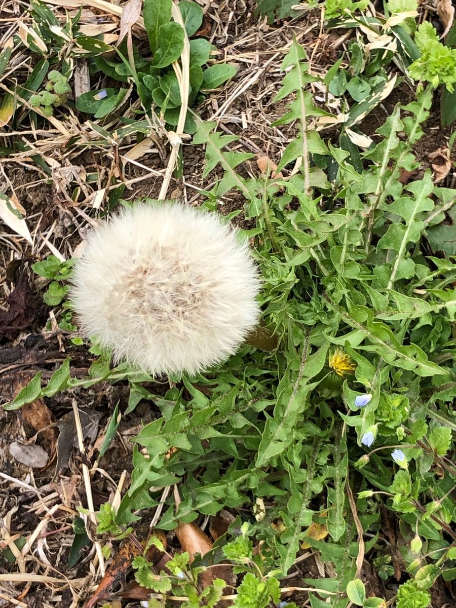 昨日の帰り、タンポポが　まん丸でした。