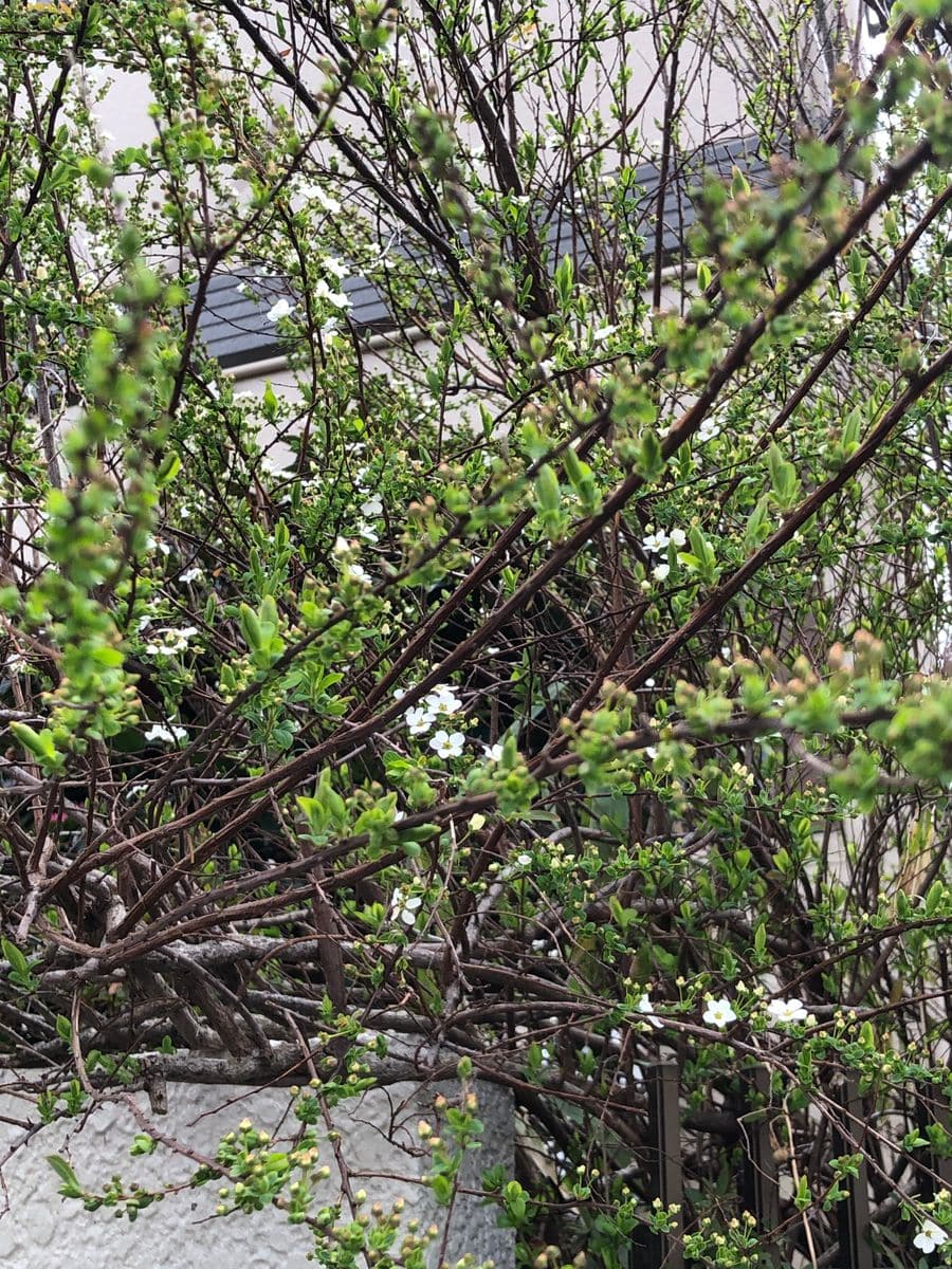 雨なので、撮りためた写真です。