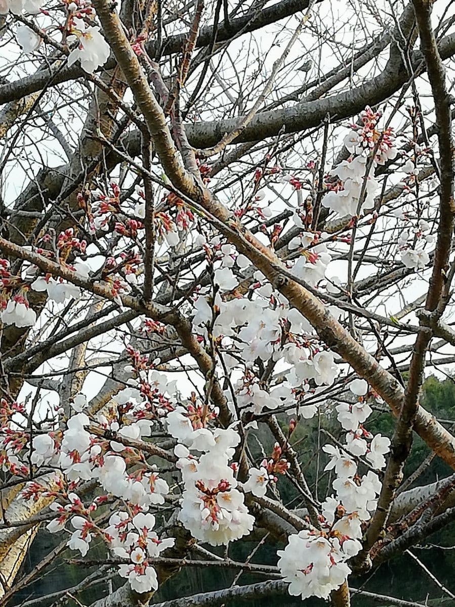 桜🌸開花見かけました。利休梅。キシミ。