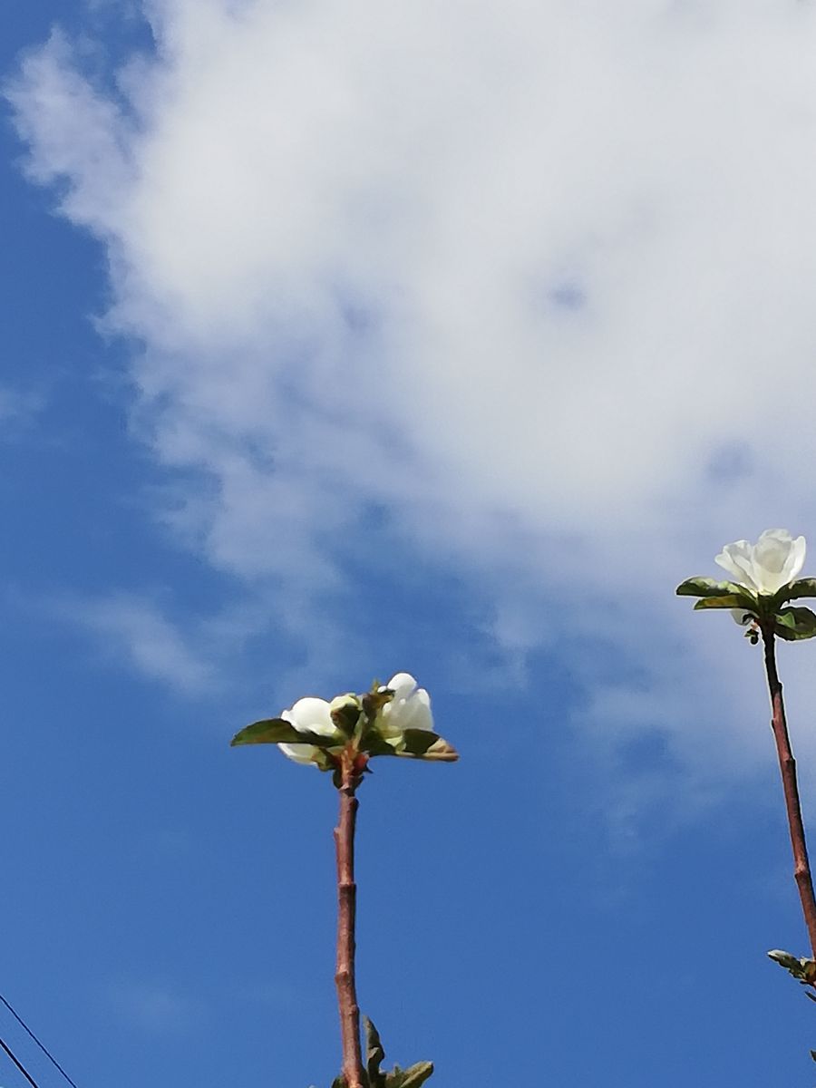 桜🌸開花見かけました。利休梅。キシミ。