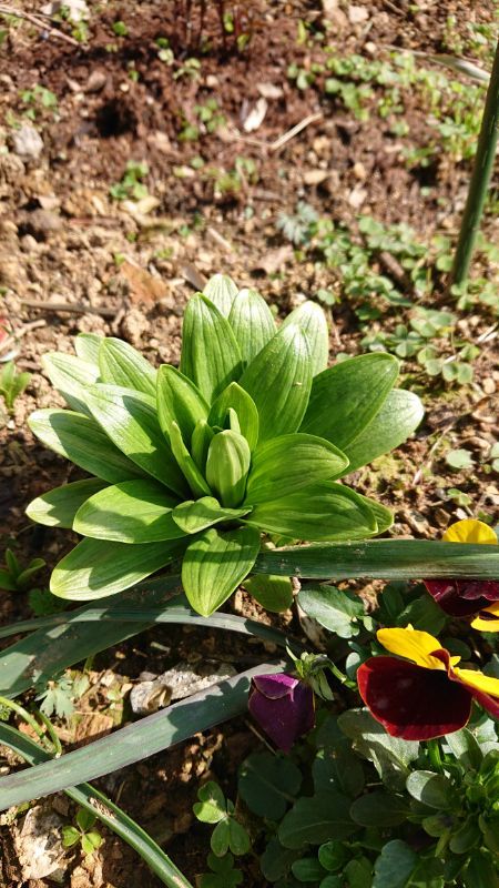 東側の花壇の今