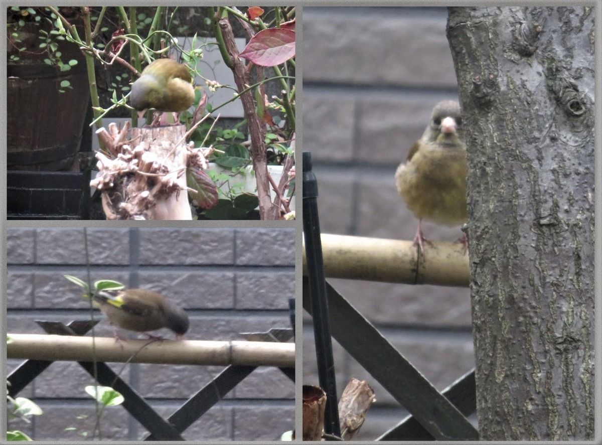 珍しい🐦小鳥が飛来した🐦🐦