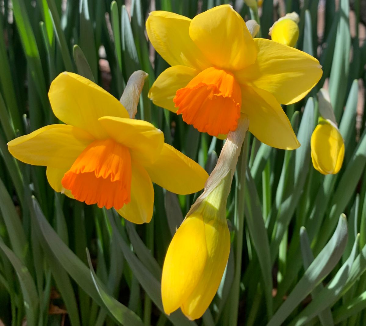 今日の花