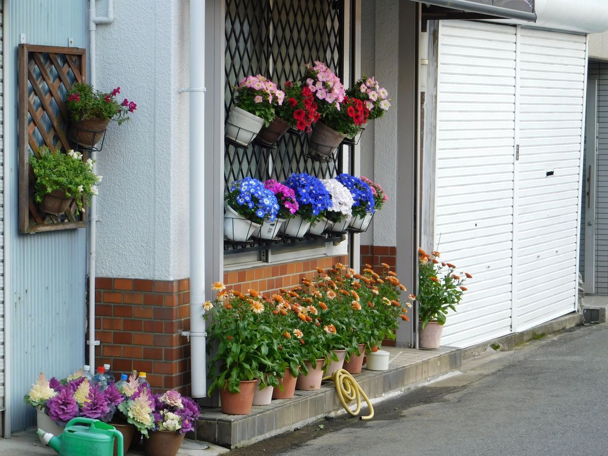 アスター少し発芽