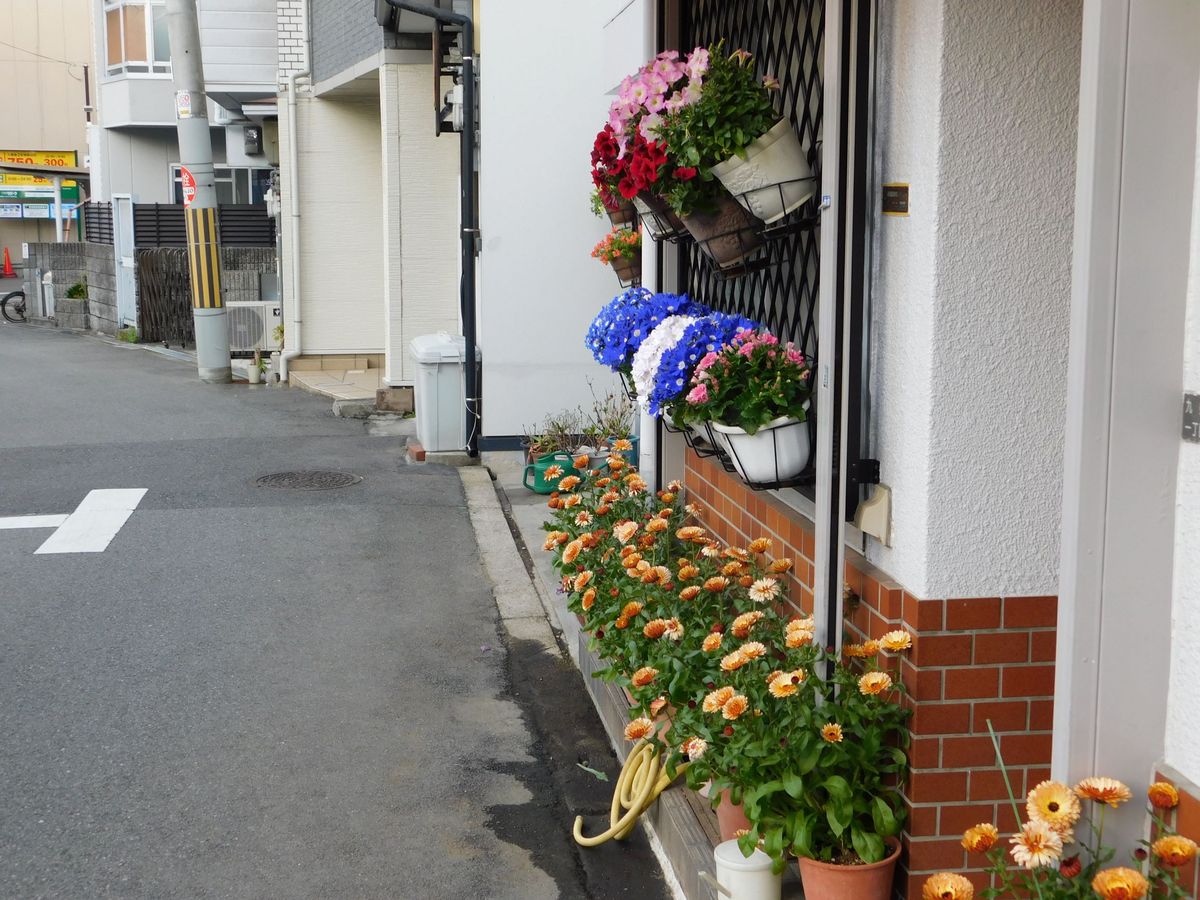 アスター少し発芽