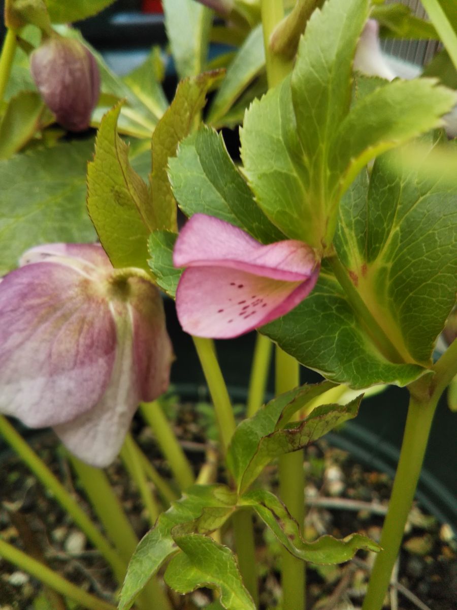 なんか面白い花が咲いてます😁