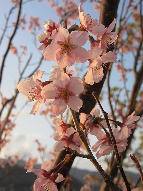 啓 翁 桜