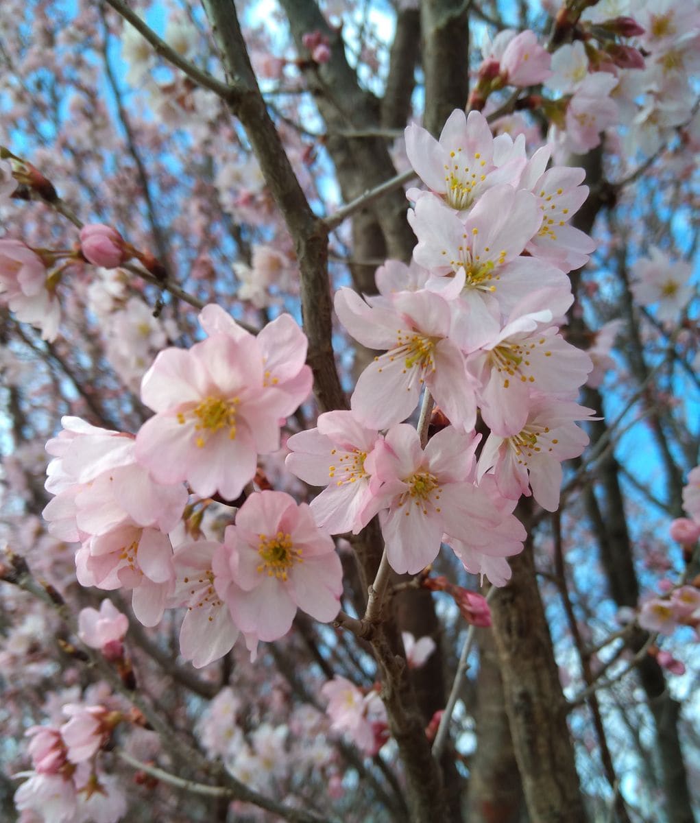 啓翁桜　満開です