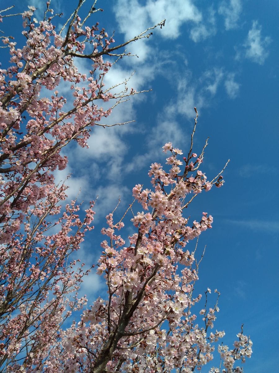 啓翁桜　満開です