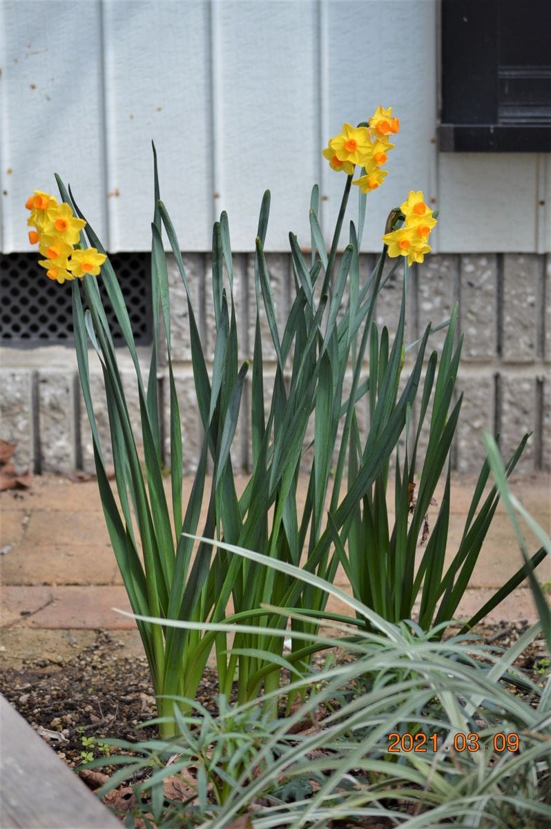 庭の花