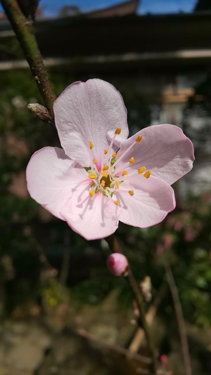 今日の庭  アーモンド開花 ～  3月9日