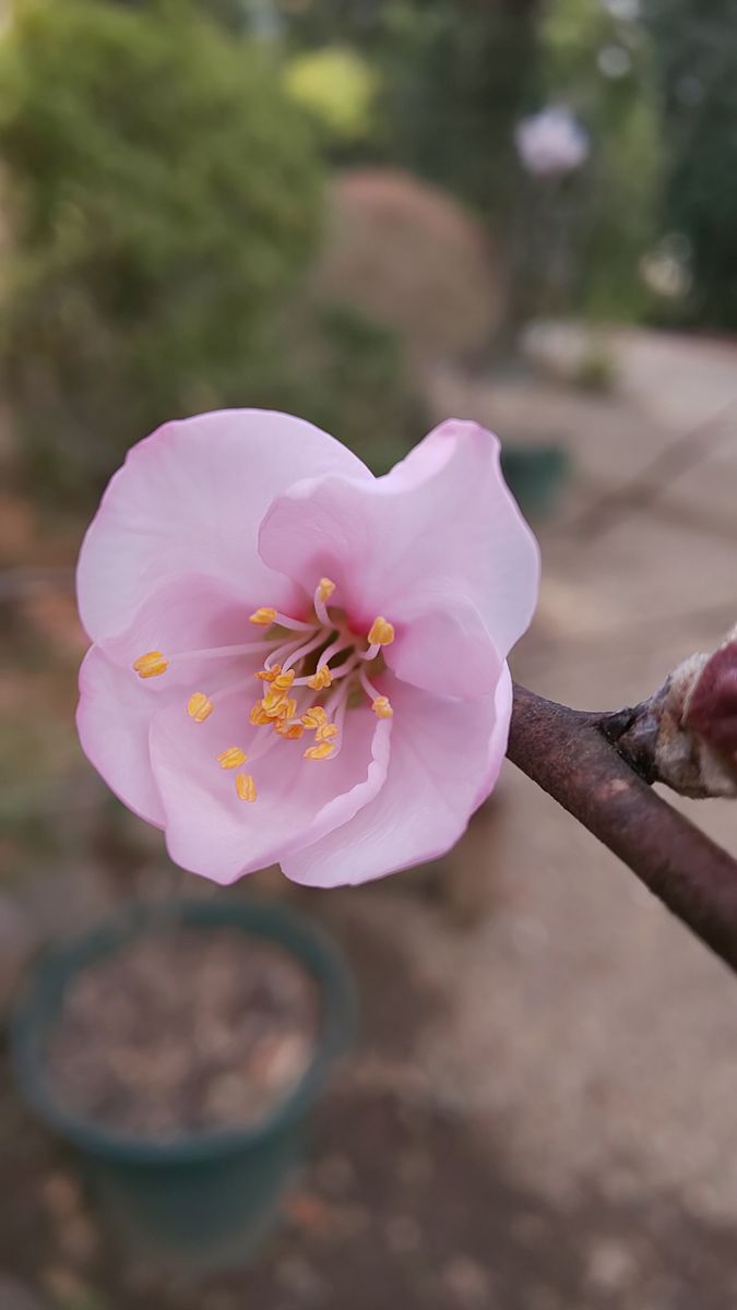 今日の庭  アーモンド開花 ～  3月9日