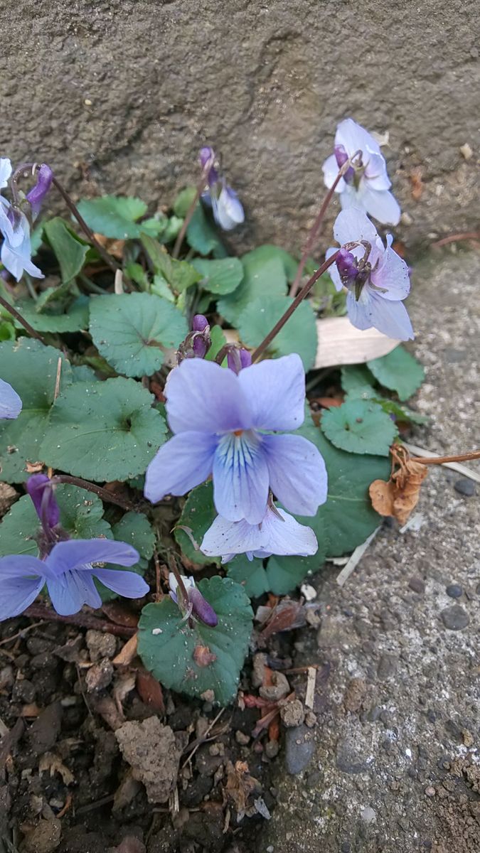 今日の庭  アーモンド開花 ～  3月9日