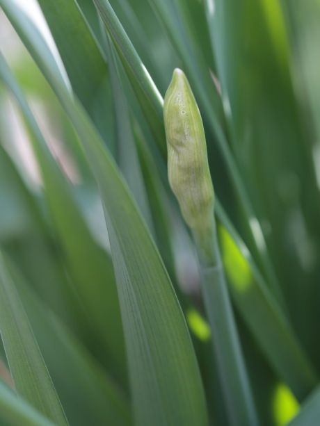 蕾が見えてきたが