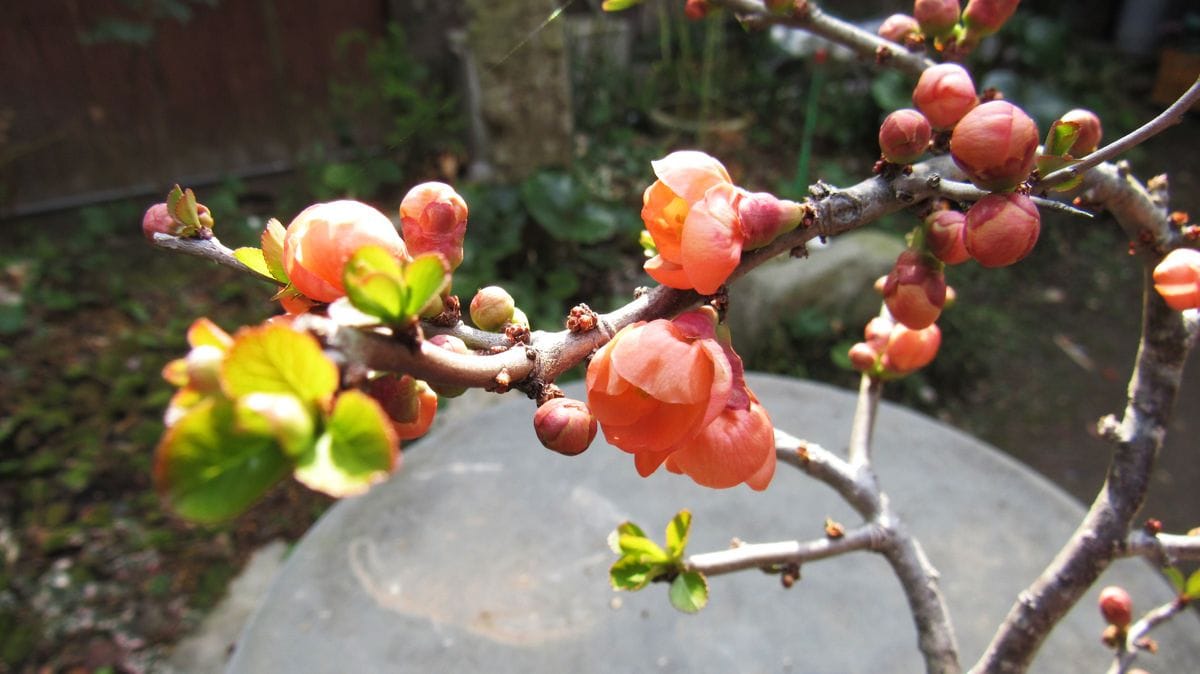 盆栽の花-ボケ「金杯」