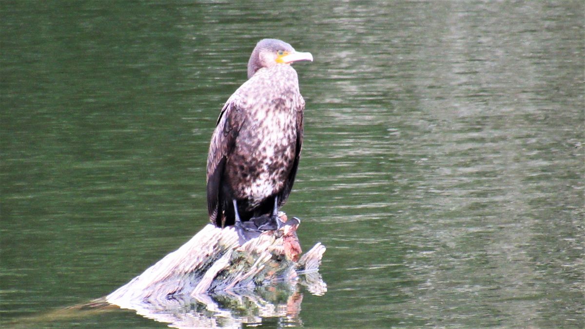 鵜の池の鵜