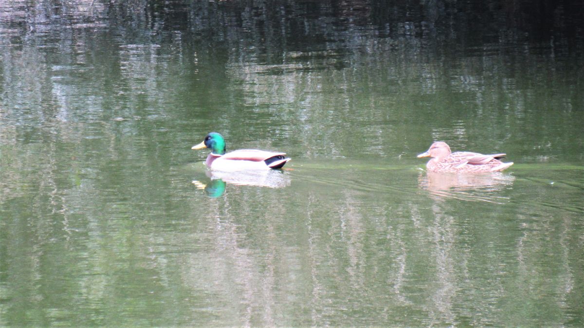 鵜の池のカモ