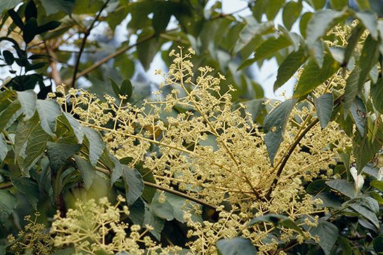 植物図鑑に新しく植物名を追加しました