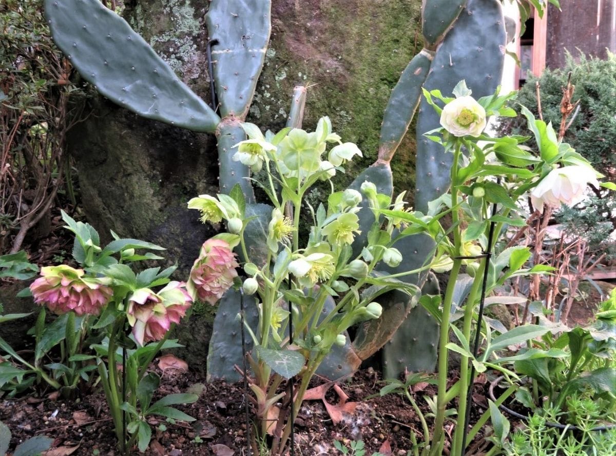 花で賑わう専用花壇